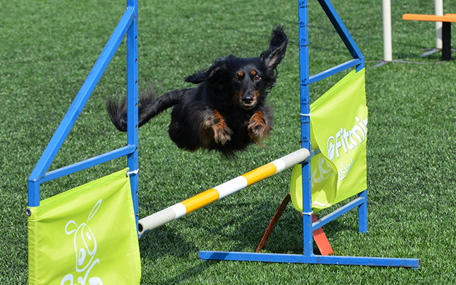 Agility